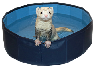 24" Ferret Swimming Pool